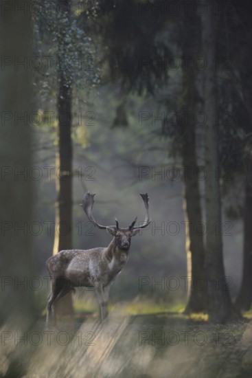 Secret encounter... Fallow deer (Dama dama), capital fallow deer in a mysterious clearing in the forest, atmospheric picture, native nature, Lower Rhine, Rhineland, North Rhine-Westphalia, Germany, Western Europe