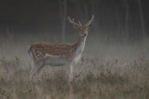 At dawn... Fallow deer (Dama dama) with fresh velvet antlers, attentive fallow deer in the very first light, well in front of sunrise, at the edge of the forest on a dewy meadow, native wildlife, native nature, Lower Rhine, Rhineland, North Rhine-Westphalia, Germany, Western Europe