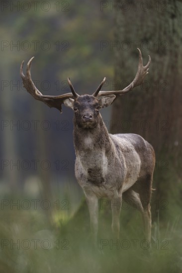 Old warrior... Fallow deer (Dama dama), capital fallow deer in natural surroundings in the forest, direct view into the camera, atmospheric picture, native nature, Münsterland, North Rhine-Westphalia, Germany, Western Europe