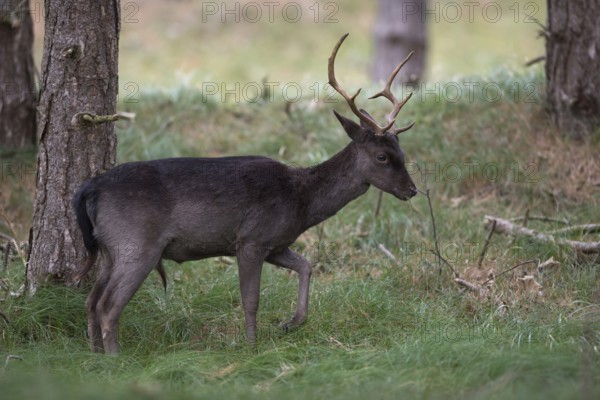Fallow deer (Dama dama), young deer, dark, dark brown variant grazing at the edge of a pine forest, wildlife, native nature, Rhineland, North Rhine-Westphalia, Germany, Western Europe