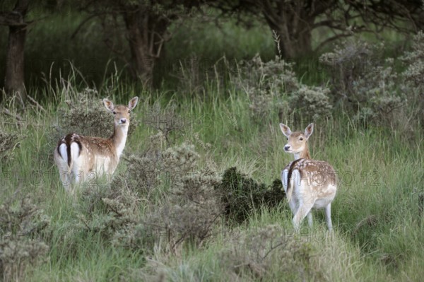 Easy to identify... Fallow deer (Dama dama), two fallow deer, white spotted coat, Bambi deer, fallow deer grazing at the edge of the forest, native nature, North Holland, Netherlands, Western Europe