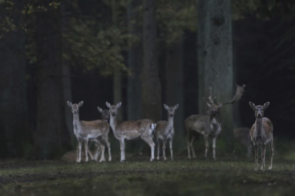 Tense attention... Fallow deer (Dama dama), small group, herd of fallow deer, wild deer together with a capital fallow deer, wild deer standing at the edge of the forest early in the morning at dusk, native nature, Münsterland, North Rhine-Westphalia, Germany, Western Europe