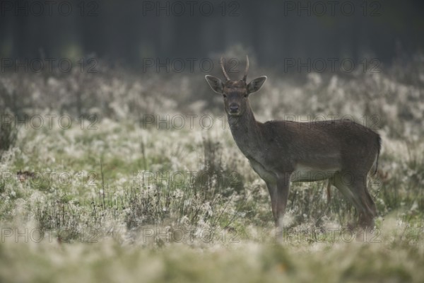 Fallow deer in the first light of day... Fallow deer (Dama dama), young stag, spit, on a typical autumn day early in the morning in a clearing in the forest, cobwebs and dew cover the grasses, atmospheric picture of fallow deer, native nature, Rhineland, North Rhine-Westphalia, Germany, Western Europe