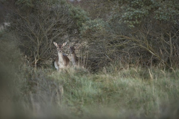 Curious glances... Fallow deer (Dama dama), female fallow deer with offspring, fallow deer with young, fallow deer calf standing hidden between the bushes and cautiously observing what is happening, native nature, North Holland, Netherlands, Western Europe