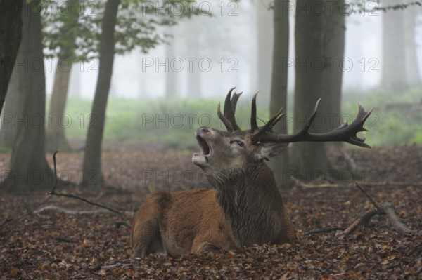 The high time of the rut... Red deer (Cervus elaphus), capital stag, lying, resting in the misty forest, autumn forest, but does not come to rest during the rutting season, roaring, roaring, atmospheric picture, native nature, North Rhine-Westphalia, Germany, Western Europe