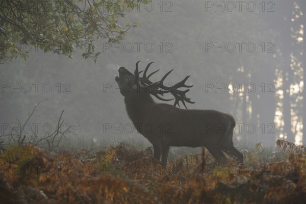 In the high ferns... Red deer (Cervus elaphus), strong stag roars on a foggy autumn day full of fervour with head far back, audible from afar, full throat, atmospheric, late summer to autumnal picture, native nature, North Rhine-Westphalia, Germany, Western Europe
