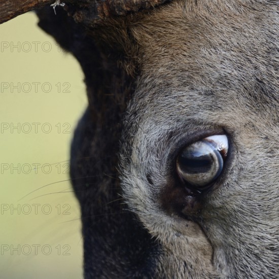 The eye of a red deer... Red deer (Cervus elaphus), close-up, section of the head, of the eyes of a capital deer, native animal species, Germany, Europe, native nature, North Rhine-Westphalia, Western Europe