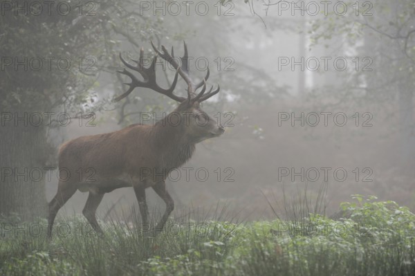 Impressive stag... Red deer (Cervus elaphus) early in the morning in the forest, early autumn fog, atmospheric picture, mystical, almost fairytale-like atmosphere, typical autumn, native nature, North Rhine-Westphalia, Germany, Western Europe