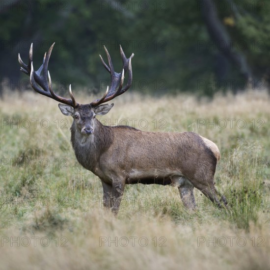 Red deer (Cervus elaphus), impressive capital red deer with mighty antlers, on an autumnal meadow in the forest, looking around, side view, native nature, Denmark, Western Europe