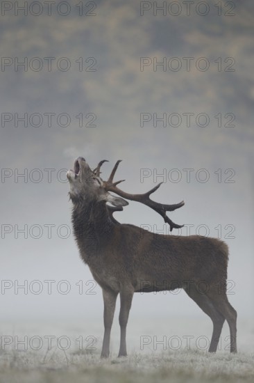 The rutting cry... Red deer (Cervus elaphus), capital red deer on an autumnal meadow in the forest roars during the rutting season in early morning fog with head far back from full neck, visible breath cloud, native nature, North Rhine-Westphalia, Germany, Western Europe