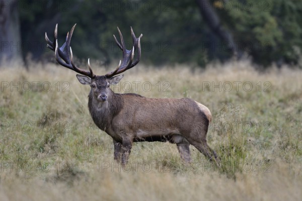 Red deer (Cervus elaphus), impressive capital red deer with mighty antlers, 18-pointer, on an autumnal meadow in the forest, looking around, side view, native nature, Denmark, Western Europe