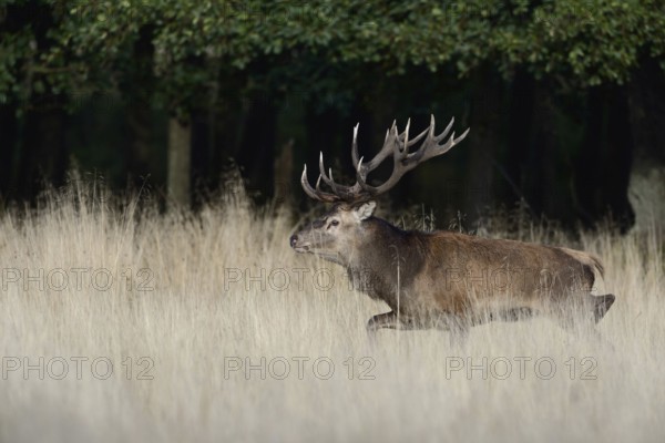 Powerful stag... Red deer (Cervus elaphus) with powerful antlers running across a clearing covered with tall grass in the forest through the tall grass of a wild meadow, native nature, Denmark, Western Europe