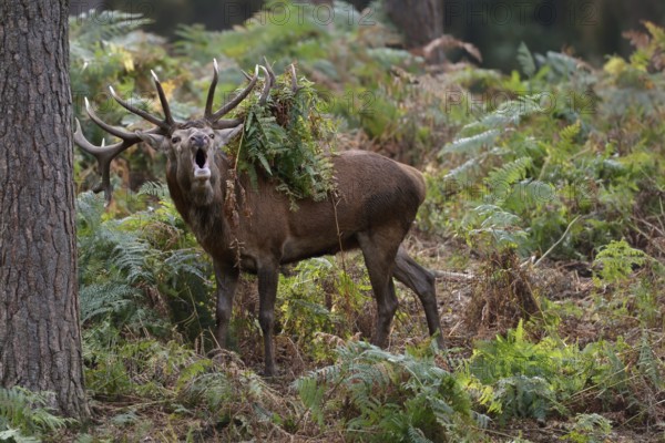 With fervour... Red deer (Cervus elaphus) during the rut, roaring in the forest, fern hanging in the antlers, native nature, North Rhine-Westphalia, Germany, Western Europe