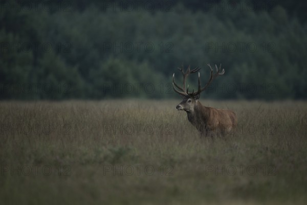At dusk... Red deer (Cervus elaphus) in the last light on a wide, high meadow, natural-looking, wild and romantic surroundings, native nature, Netherlands, Western Europe