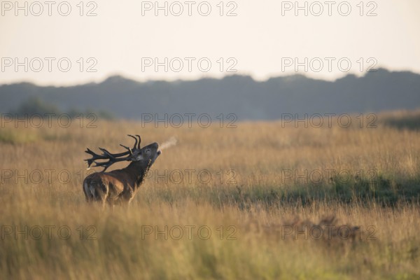 Red deer (Cervus elaphus), rutting stag, roars during the rutting season in typical surroundings, wide grassland, steppe, with head set far back from full neck, visible breath cloud, native nature, Veluwe, Netherlands, Western Europe