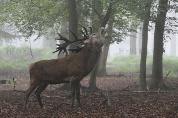 In the middle of the forest... Red deer (Cervus elaphus), strong stag roars on a foggy autumn day full of fervour with head far back, audible from afar, full throat, atmospheric, late summer to autumnal picture, native nature, North Rhine-Westphalia, Germany, Western Europe