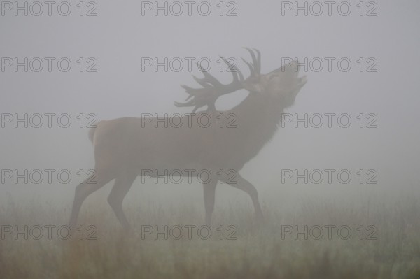 Powerful... Red deer (Cervus elaphus), roaring deer in dense fog, classic, atmospheric deer picture with a special atmosphere, red deer rutting, late summer, autumn, native nature, North Rhine-Westphalia, Germany, Western Europe