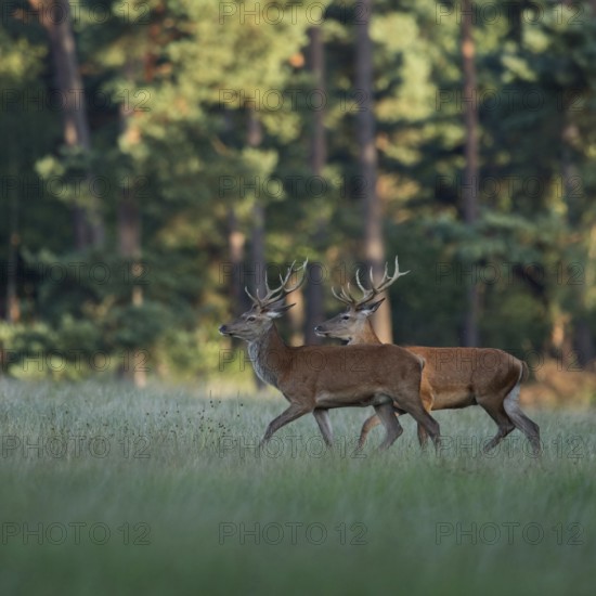 Bachelors among themselves... Red deer (Cervus elaphus), two young male red deer walking together across a clearing, wild meadow in the forest, beautiful, clear light, native nature, Germany, Western Europe