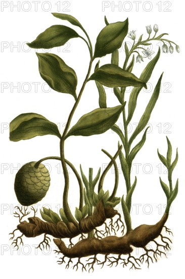 Galanga lampoejang, Thai ginger, Alpinia galanga, syn Maranta galanga, Galanga officinalis species and in the background gladiolus odoratus, wild gladiolus, historical, digitally restored reproduction from a 19th century original