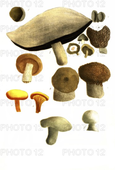 Various fungi, a. Fungus bisculcus, b. Fungus betulaceus, birch sponge, c. Fungus subterraneus, d. Fungus syn Boletus cervinus, e. Fungus esculentus, yellow chanterelle, g. Fungus luteus, h. Fungus orbiculatus, k. Fungus pileolato, l. Fungus pileolato orbiculari, chanterelle. Fungus pileolato orbiculari, chanterelle, Historical, digitally restored reproduction from a 19th century original