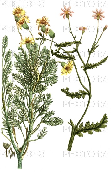 Jacobaea africana, also known as ragwort, is a plant species of the genus Jacobaea in the family Asteraceae, Historic, digitally restored reproduction from a 19th century original