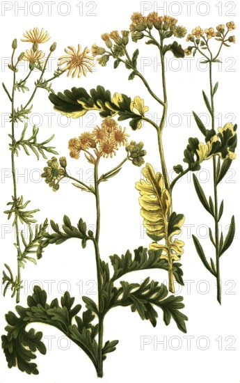 Jacobaea marina, aethiopica, erucae jakobskraut, is a plant species of the genus Jacobaea, ragwort, within the composite family, Historical, digitally restored reproduction from a 19th century original