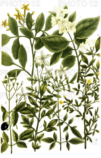 Varieties of jasmine, a. Jasminum album, b. Jasminum catalonicum, c. Jasminum odoratum flavum, d. Jasminum luteum, f. Jasminum humilius magno flore, g. Jasminum arabum, historical, digitally restored reproduction from a 19th century original