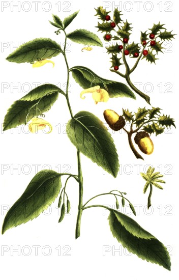 Ilex coccigera, Impatiens balsam, historical, digitally restored reproduction from a 19th century original
