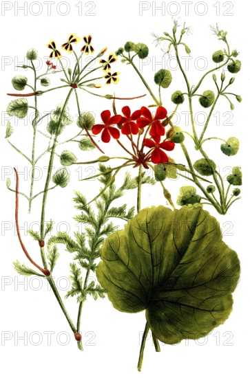 Cranesbill plants of the species Geranium Africanum, historical, digitally restored reproduction from a 19th century model