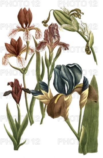 Iris humilis, species of iris, Iris, plant genus in the subfamily Iridoideae in the iris family, Iris, historical, digitally restored reproduction from a 19th century original