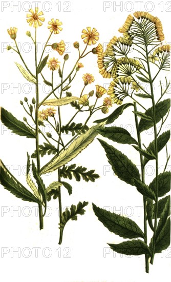 Jacobaea senesionis, palustris, ragwort or ragwort, is a plant species of the genus Jacobaea within the family Asteraceae, Historic, digitally restored reproduction from a 19th century original