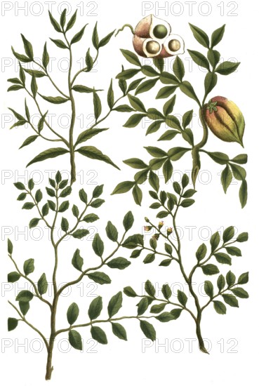 A. Indigofera coluteoides, b. Indigofera rotundifolia, c. Indigofera longifolia, d, Inga brasiliana africana tricoccos fructu, Historical, digitally restored reproduction from a 19th century original