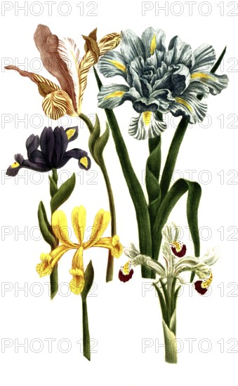 Iris bulbosa, Iris hispanica, species of iris, iris, plant genus in the subfamily Iridoideae in the iris family, iris, historical, digitally restored reproduction from a 19th century original
