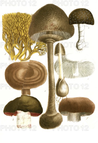 Various fungi, a. Fungus pediculo, b. Fungus campestris inferne ruberns, c. Fungus foeditus, d. Fungus coralliformis, e. Fungus piperatus, f. Fungus esculentus, g. Fungus pileololato, historical, digitally restored reproduction from a 19th century original