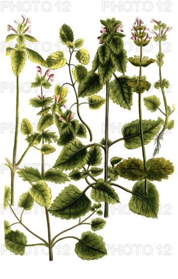 Galeopsis major, foliis caulem ambientibus, foliis acutioribus, foliis pictis, arvensis, rotundiore folio, hollow tooth, Galeopsis, is a genus of plants in the labiate family, Historical, digitally restored reproduction from a 19th century original