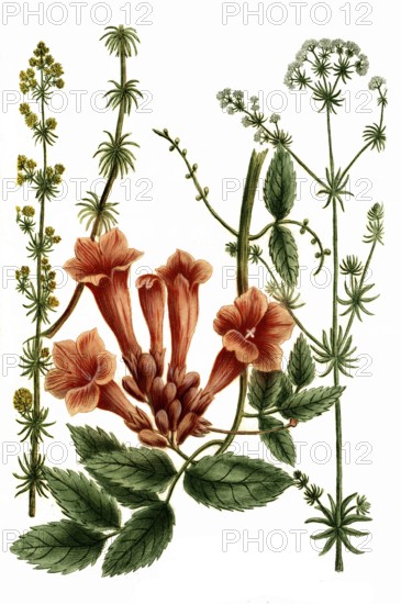 White bedstraw or hedge bedstraw, Gallium album, liteum and Gelsemium indicum, Indian gentian, Historical, digitally restored reproduction from a 19th century original