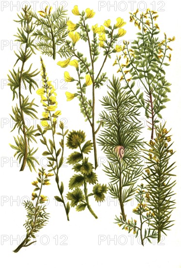 Various species of broom, a. Genista africana, b. Genista hunulis argenta, c. Genista spinosa major, d. Genista spinosa minor, e. Genista africana spinosa, f. Genista spartium, g. Genista spartium coeruleum, h. Genista spartium triphyllon, i. Genista spinosa longioribus, k. Genista tinctoria, Historic, digitally restored reproduction from a 19th century original