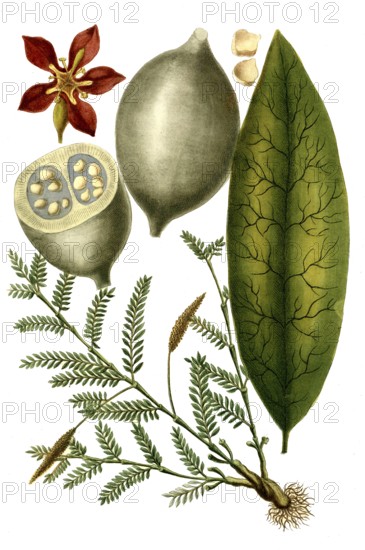 Right: Jenipapo tree, Genipa americana, syn. Genipa americana var. caruto, a plant species in the reddish family, left: Geniculata, lilac herb, historical, digitally restored reproduction from a 19th century original