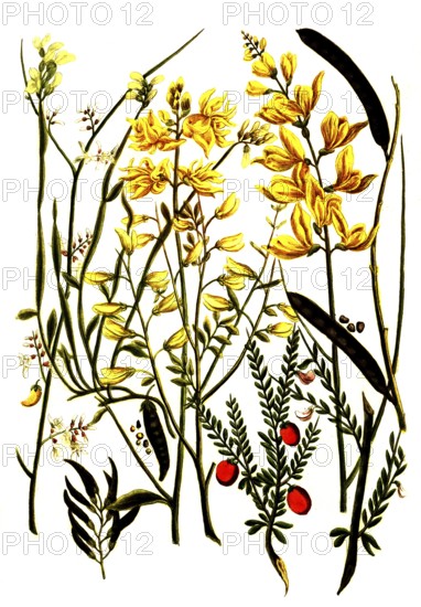 Various species of the genus broom, Genista, historical, digitally restored reproduction from a 19th century original