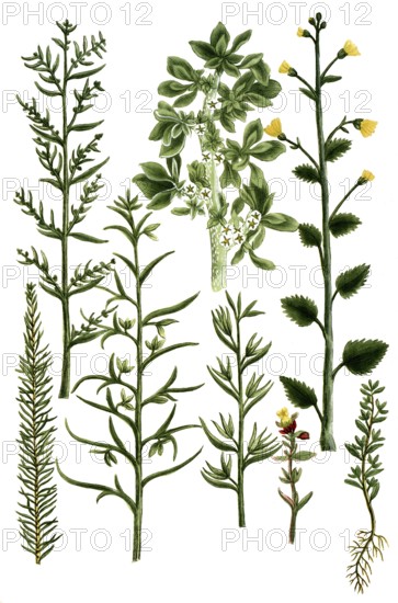Saltwort, Kali aizoides canariense, fructicosum minus, minus album, spinosum, vermicularis. Ketmis africana arborescens, ulmifolia, Historical, digitally restored reproduction from a 19th century original