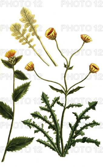 Variations of the knapweed, a. Jacea spinosa, b. Jacea gretica, c. Jacea laciniata, historical, digitally restored reproduction from a 19th century original
