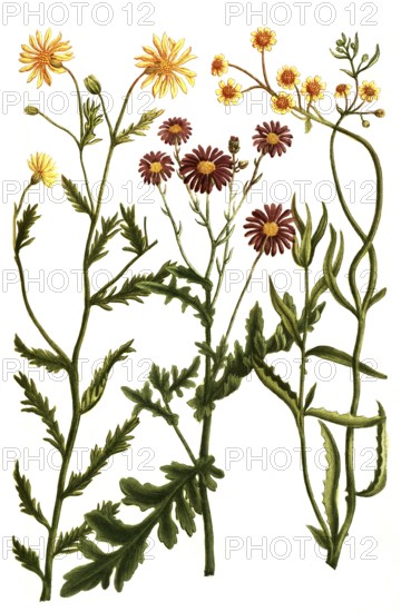 Variants of the ragwort or ragwort, a. Jacobaea africana flore aureo, b. Jacobaea africana fruticans, c, Jacobaea africana flore amplo purpureo, Historic, digitally restored reproduction from a 19th century original