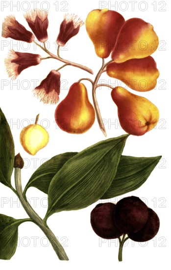 Jambus javanensis, fructu sanguineo, ceramensis fructo luteo, Tambiesen, Historical, digitally restored reproduction from a 19th century original