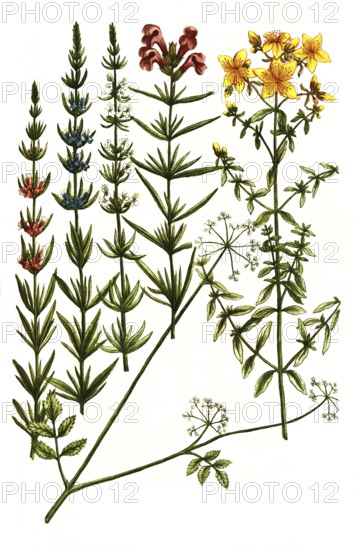 A. St John's wort, Hypericum vulgare, b. Hypposelinum macera, Macedonian parsley, c. Hyssop, Hyssopus austriacus, d. Hyssop, Hyssopus flore albo, e. Hyssop, Hyssopus flore caeruleo, f. Hyssop, Hyssopus flore rubro, Historical, digitally restored reproduction from a 19th century original