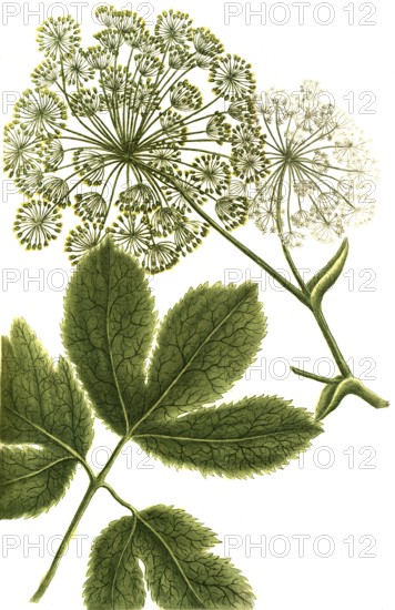 Masterwort, Peucedanum ostruthium, also known as Emperorwort or Ostruz, historical, digitally restored reproduction from a 19th century original