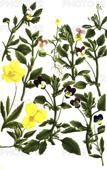 Different types of pansy, Viola tricolor, Historical, digitally restored reproduction from a 19th century original