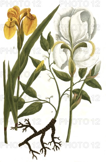 A. Ipecacuannha, ipecac, b. Iris palustris lutea syn Acorus adulterinus, c. Iris alba florentia, historical, digitally restored reproduction from a 19th century original