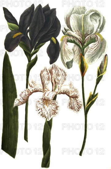 A. Iris coerulea, b. Iris latifolia candida, c. Iris dalmatia major, historical, digitally restored reproduction from a 19th century original