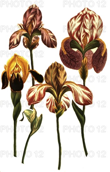 Iris latifolia, species of iris, iris, plant genus in the subfamily Iridoideae in the iris family, iris, historical, digitally restored reproduction from a 19th century original
