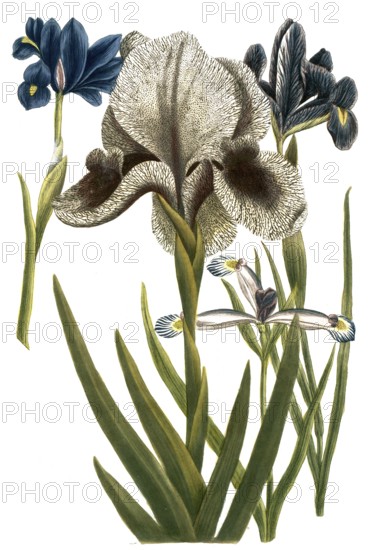 Iris anglica, Iris susianna, Iris bulbosa, Iris vulgaris, species of iris, Iris, plant genus in the subfamily Iridoideae in the iris family, iris, historical, digitally restored reproduction from a 19th century original